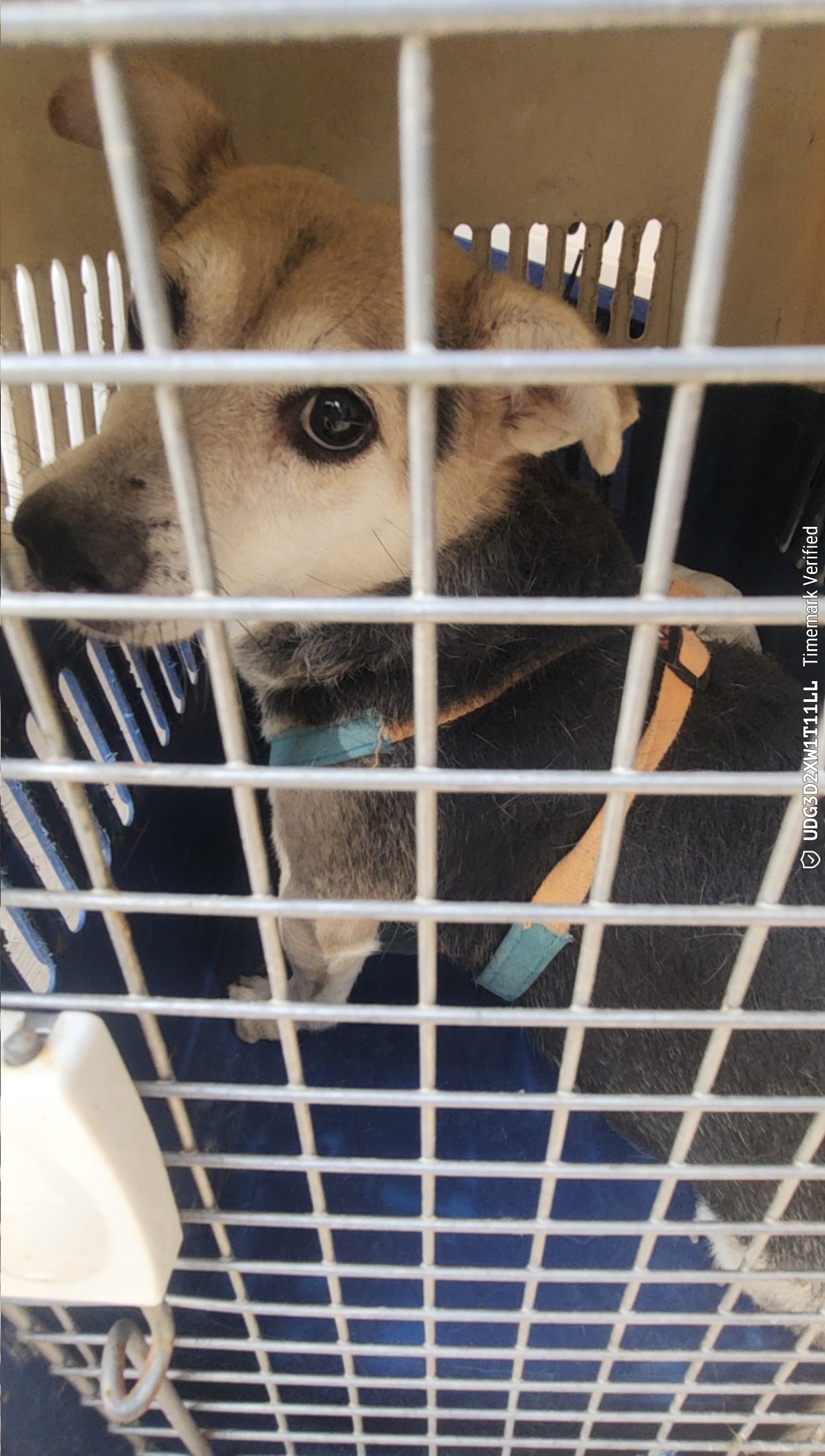 보호중 믹스견의 가…